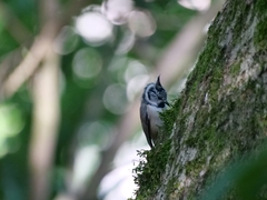 Lophophanes cristatus