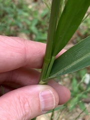 Panicum dichotomiflorum
