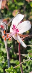 Pelargonium crithmifolium
