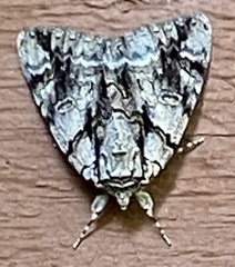 Catocala vidua