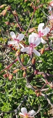 Pelargonium crithmifolium