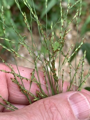 Panicum dichotomiflorum