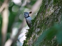 Lophophanes cristatus