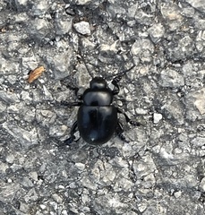 Timarcha goettingensis