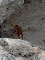 Vespa orientalis