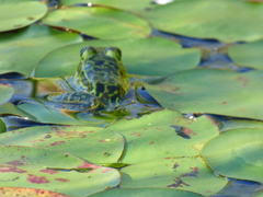 Lithobates septentrionalis
