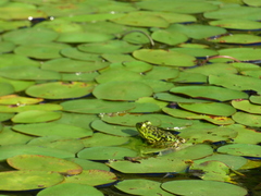 Lithobates septentrionalis