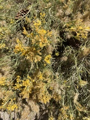 Ericameria nauseosa bernardina