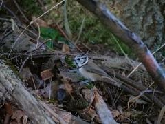 Lophophanes cristatus