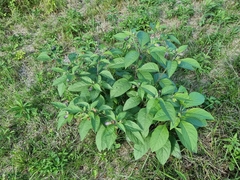 Atropa belladonna