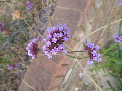Verbena bonariensis