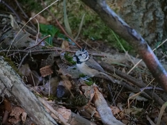 Lophophanes cristatus