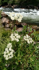 Ligusticum grayi
