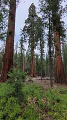 Sequoiadendron giganteum