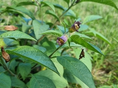 Atropa belladonna