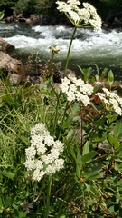 Ligusticum grayi