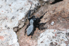 Phidippus octopunctatus