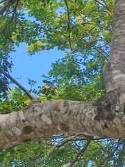 Anolis equestris