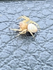 Araniella
