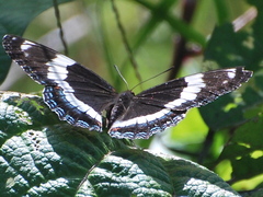 Limenitis arthemis arthemis
