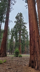 Sequoiadendron giganteum