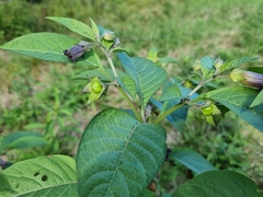 Atropa belladonna