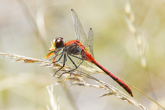 Sympetrum obtrusum