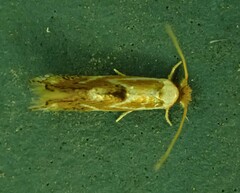 Philonome clemensella