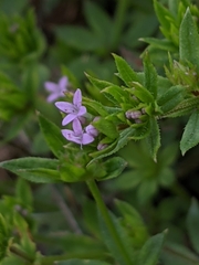 Sherardia arvensis