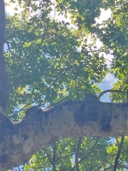 Anolis equestris