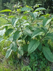 Atropa belladonna