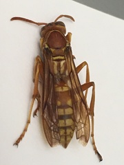 Polistes apachus texanus
