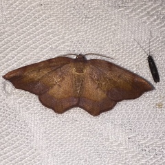 Antepione thisoaria