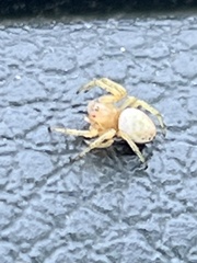 Araniella