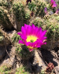 Echinocereus cinerascens
