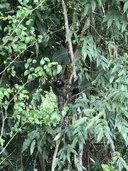 Callithrix penicillata