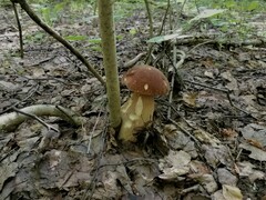 Boletus reticulatus