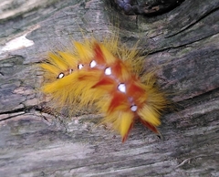 Acronicta aceris