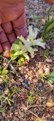 Lachenalia carnosa