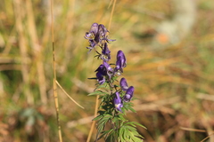 Aconitum volubile