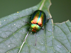 Chrysolina