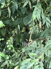 Callithrix penicillata