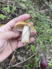 Russula foetens