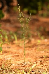 Hypericum drummondii
