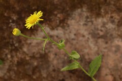 Pulicaria dysenterica
