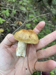 Russula foetens