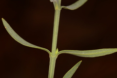 Hypericum drummondii