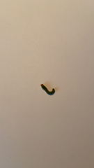 Trichoplusia ni