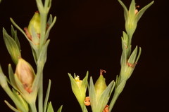 Hypericum drummondii