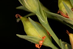 Hypericum drummondii